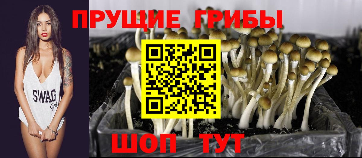 Псилоцибиновые грибы прущие грибы  Вход с VPN  Псилоцибиновые грибы MAGIC MUSHROOMS  Волгоград 